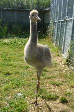 Red Blue Black - 2nd July 2014 Red Blue Black - 2nd July 2014